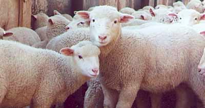 De merino a merino